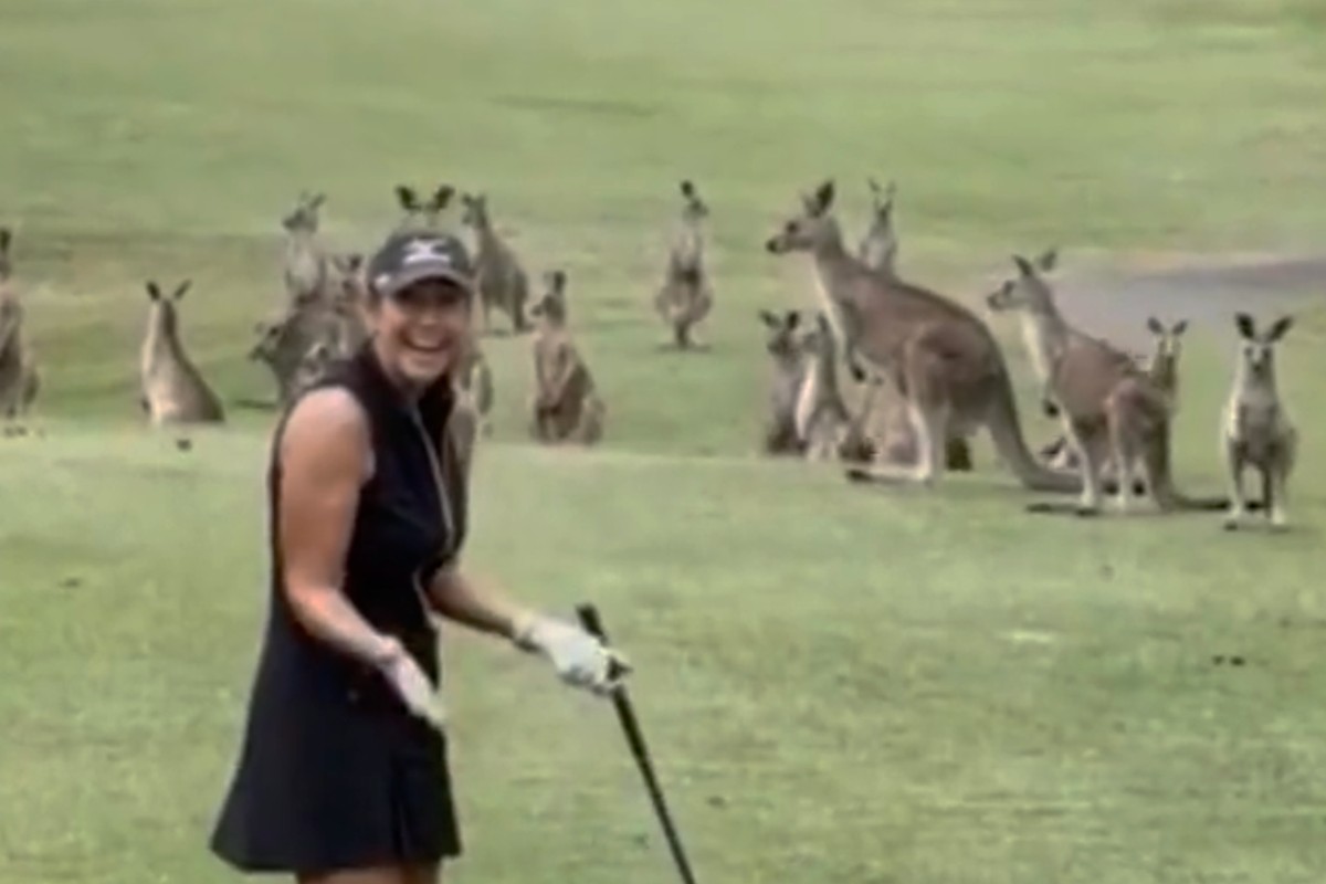 Centinaia di canguri invadono un campo da golf a Melbourne. VIDEO